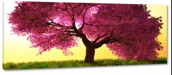samotne drzewo, fioletowe licie 