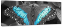 motyl, turkusowy, jeden kolor