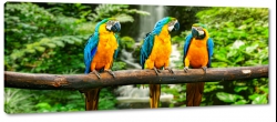 papuga, ara, las tropikalny, wodospad