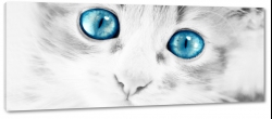 niebieskie oczy, kot, kocie, spojrzenie, 