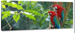 papuga, ara, las tropikalny
