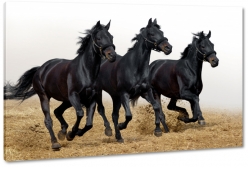konie, mustangi, dziko, natura, galop, bieg, dark, czarny