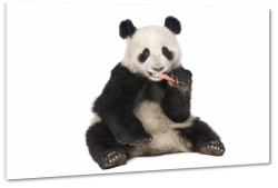 panda, chiny, posiek, futro, b&w, puszysty, zabawny, biao-czarny, biae to, chiny
