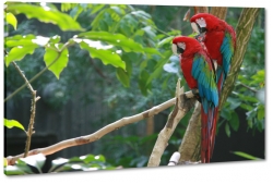 papugi, ara, kolorowy, czerwony, niebieski, dzib, na gazi, tropiki, skrzyda, dungla