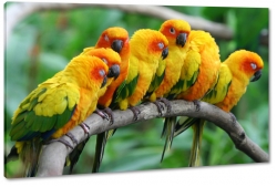 papugi, ara, kolorowy, ty, zielony, dzib, na gazi, tropiki, skrzyda, dungla