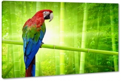 papuga, ara, kolorowy, zielony, dzib, tropiki, skrzyda, pira, blask soca, bambus