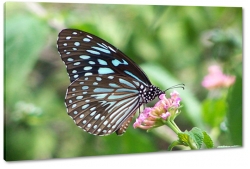 motyl, owad, czarny, czuki, skrzyda, makro, niebieski, kwiaty, ka