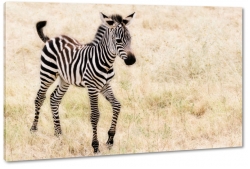 zebra, paski, czarno-biae, natura, dziko, afryka, safari, rebak