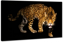 gepard, dziki, kot, prki, spojrzenie, futro, strach, drapienik, dziko, czarne to