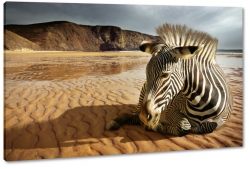 zebra, paski, czarnobiae, natura, dziko, afryka, safari, podr, woda, odpoczynek