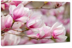 magnolia, kwiaty, natura, patki, drzewo, pikno, rowy, sezon wiosenny, zdjcie makro