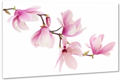 magnolia, kwiaty, natura, ozdoba, patki, pki, rowy, biae to, makro