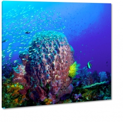 rafa koralowa, ocean, ycie, ryby, pod wod, akwarium, kolorowy