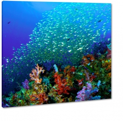 rafa koralowa, ocean, ycie, ryby, awica, niebieski, granatowy, koralowiec