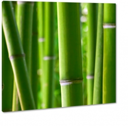 bambus, bambusowy las, zielony, tyka, rolina, ziele, prosty