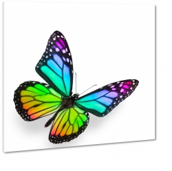 motyl, owad, kolorowy, tczowy, biae to, skrzyda, motylek