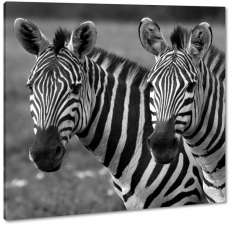 zebra, zebry, pasy, afryka, b&w, czarno biay, safari, paski
