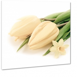 tulipany, biae, ecru, kremowe, biae to, jasne, 
