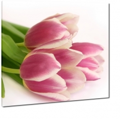 tulipany, rowe, kwiaty, biae to, wiosenne