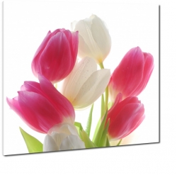 tulipany, kwiaty, kolorowe, biae to, wietliste, jasne, rowy, 