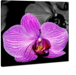storczyki, orchidee, fioletowy, one color, czarne to, rowy