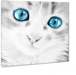 kot, kotek, kociak, niebieskie, oczy, turkusowy, one color