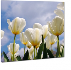 tulipany, biay, ka, pole tulipanw, niebo, holandia, kwiaty, zapach