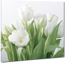 biae tulipany, do salonu, bukiet, na prezent, dla kobiety, tulipan