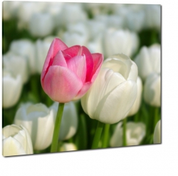 tulipany, rowy, ka, holandia, pole, an, ogrd, para, dwa, razem