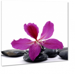 egzotyczny kwiat, czarne kamienie, rzowy, fioletowy, biae to