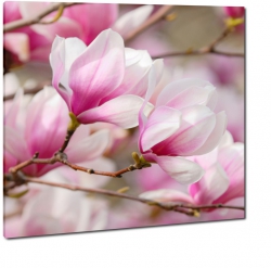 magnolie, gazka, rowe kwiaty, drzewo, rowy, pk, wiosna, 