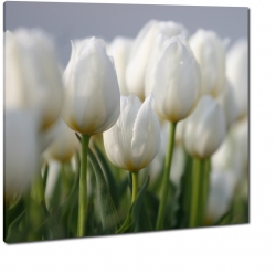 tulipany, biae, pole tulipanw, holandia, niderlandy, uprawa, 