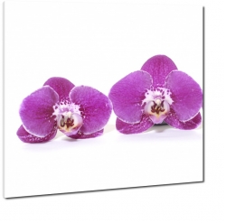 storczyki, orchidee, fioletowe, biae to, jasne, dwa, 