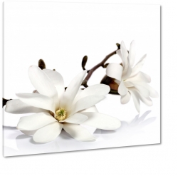 magnolie, biae, gazka, jasne, biae to, odbicie, kwiat magnolii