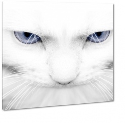 kot, kocie oczy, biay, oko, spojrzenie, albinos, kotek,