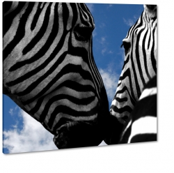 zebry, afryka, pasy, pasiaste, matka i crka, zebra, zoo, safari