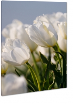 biae tulipany, przebaczenie, niewinnos, bukiet, patki, licie, lato, natura, pikno, makro