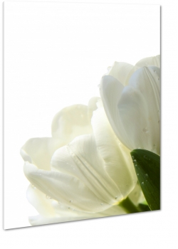biae tulipany, kwiaty, symbol, przebaczenie, niewinno, bukiet, patki, licie, lato, natura, makro, biae to