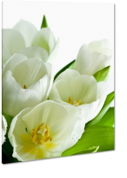 biae tulipany, bukiet, rozkwitajce, pikno, makro, biae to