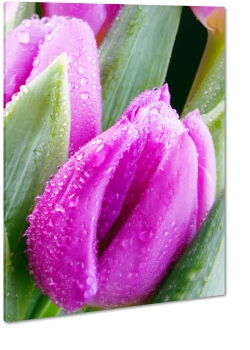 tulipan, fioletowy, makro, zblienie, rosa, krople wody, mokre
