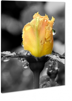 tulipan, ty, szary, kadr, krople, deszcz, artystycznie, b&w, zdjcie makro