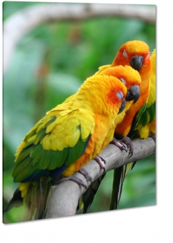papuga, ara, kolorowy, zielony, ty, dzib, pira, tropiki, skrzyda, dungla, lot