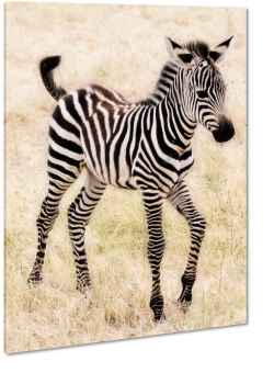 zebra, paski, rebak, czarno-biae, natura, dziko, afryka, safari, podr