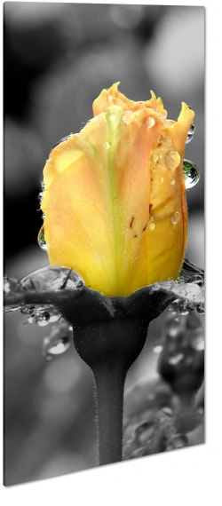 tulipan, ty, szary, kadr, krople, deszcz, artystycznie, b&w, zdjcie makro, sztuka