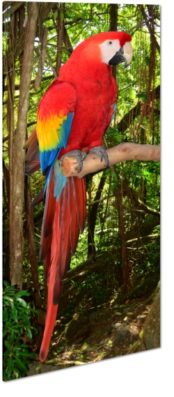 papuga, ara, kolorowy, niebieski, ty, dzib, pira, tropiki, czerwony, skrzyda, dungla, na gazi