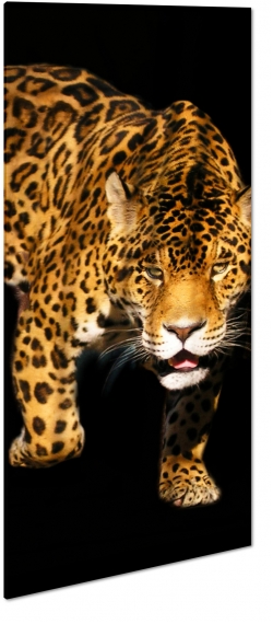 gepard, dziki, kot, prki, spojrzenie, ky, futro, strach, grony, drapienik, dziko, czarne to