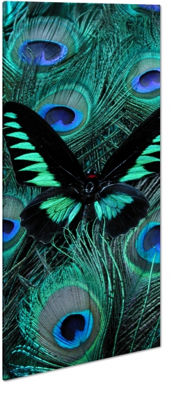motyl, owad, natura, zielony, artystycznie, sztuka, mozaika, makro, z bliska, skrzyda, czarny, pira