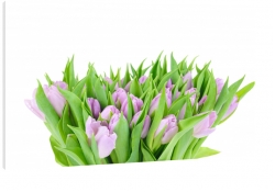 bukiet kwiatw, tulipany, fioletowy, biay, wiosna, biae to, pikno, natura