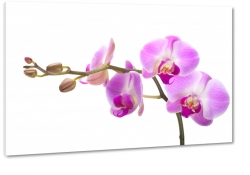 orchidea, storczyk, fioletowy, patki, natura, odyga, pki, prezent, kwiaty, biae to