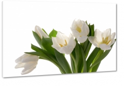 bukiet kwiatw, tulipany, biae, wiosna, ogrd, biae to, pikno, natura